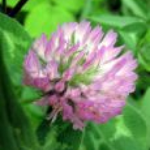 Red clover p.e